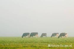 Koeien, zwartbont, in de mist, polder bij Assendelft 1 011011