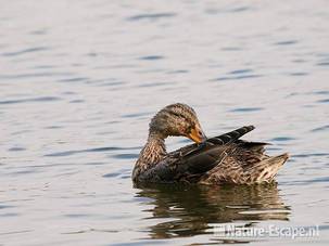 Wilde eend, vrouw, poetsend, Vogelmeer NPZK1 220811