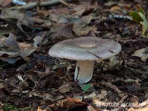 Berijpte russula, vermoedelijk, NHD Bakkum 1 151011