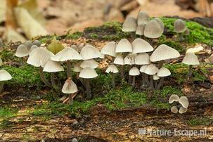 Melksteelmycena, op bemoste stam, Nijenburg 1 281011