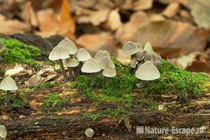 Melksteelmycena, op bemoste stam, Nijenburg 2 281011