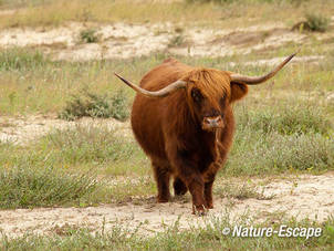 Schotse hooglander, koe, Doornvlak 20, 210810