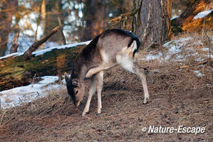 Damhert, krabbend, AWD1 100212