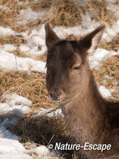 Damhert, hinde, portret, AWD2 100212