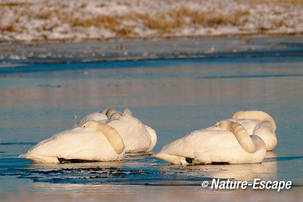 Wilde zwanen, NHD Castricum 2 110212