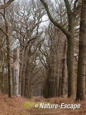 Bospad, wandelpad, Vinkenduin 1 090312