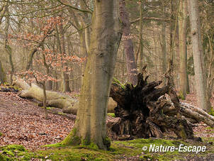 Beuk, omgevallen beuk, in bos, Leijduin 4 090312