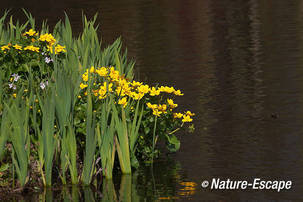 Dotterbloem, bloemen aan de waterkant, Elswout 1 310312