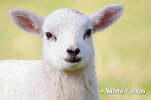 Schaap, Drents heideschaap, lam, portret, Elswout 2 3100312