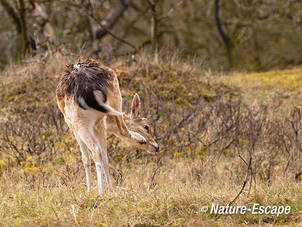 Damhert, jonge bok, krabbend, AWD1 070412