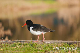 Scholekster, NHD Castricum 3 060412