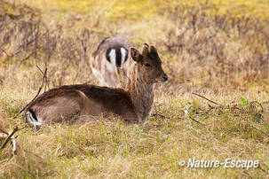 Damhert, bok, rustend, ontwikkelend bastgewei, AWD 070412