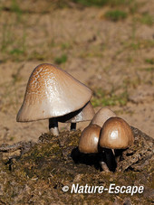 Bleek breeksteeltje, op koeienpoep, AWD3 300412