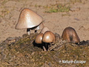 Bleek breeksteeltje, op koeienpoep, AWD1 300412