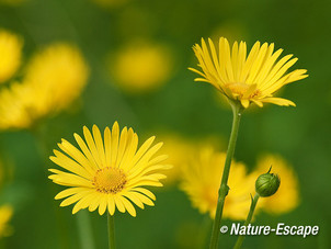 Voorjaarszonnebloem, bloemen, bloei, Elswout 3 050512