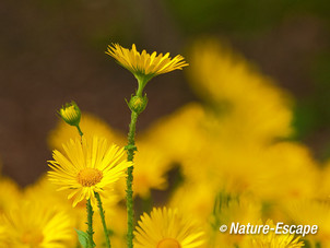 Voorjaarszonnebloem, bloemen, bloei, Elswout 1 050512