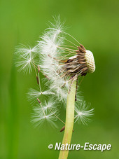 Paardenbloem, verwaaiende zaden, zaadpluisjes, Noordhollands Duinreservaat Castricum 3 120512