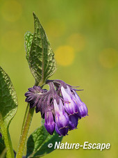 Smeerwortel, bloemen, bloei, Zwmp1 170512