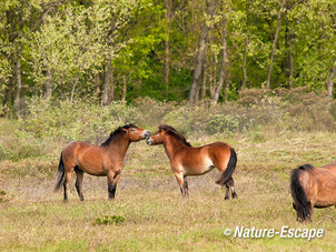 Exmoor pony's, begroeting, Doornvlak 1 120512