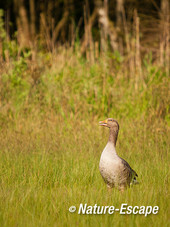 Grauwe gans, roepend, Zwanenwater 1 180512