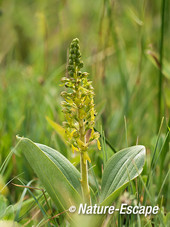 Grote keverorchis, Zwanenwater 1 180512