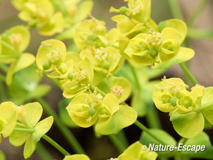 Cypreswolfsmelk, bloemen, AWD2 190512