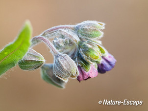 Hondstong, bloemen, bloei, AWD1 190512