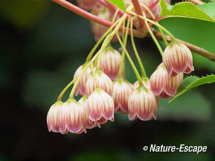 Enkianthus, bloei, bloemen, tB 1 200512