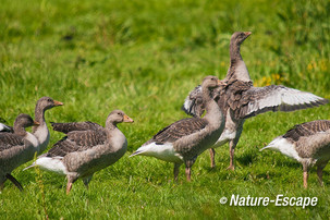 Grauwe ganzen, jongen, juvenielen, Zwmp1 020612