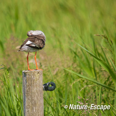 Tureluur, poetsend, op paal Castricummerpolder 1 020612