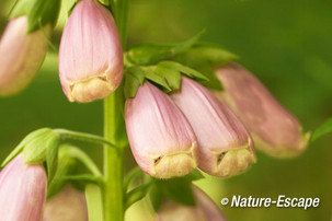 Vingerhoedskruid, openende bloemen, NHD Bakkum 1 230612