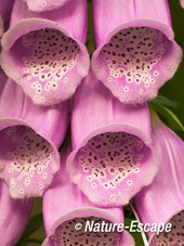 Vingerhoedskruid, bloemen, NHD Bakkum 1 230612