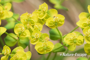 Cypreswolfsmelk, bloemen, AWD6 190512