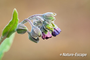 Hondstong, bloemen, bloei, AWD2 190512