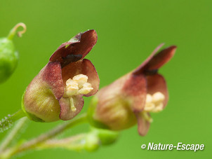 Knopig helmkruid, bloemen, bloei, NPZK1 070712