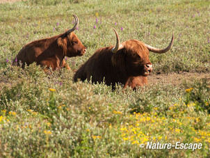 Schotse hooglanders herkauwend, NPZK1 070712