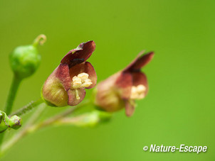 Knopig helmkruid, bloemen, bloei, NPZK2 070712