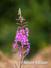 Wilgenroosje, bloemen tussen gras, NHD Castricum 4 210712