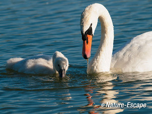 Knobbelzwaan, adult met juvenielen, jongen, Vogelmeer NPZK4 240712