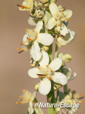 Motttenkruid, detail bloemen, bloei, NPZK3 240712