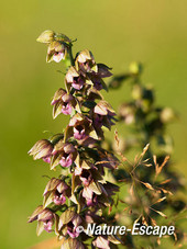 Brede wespenorchis, bloei, bloemen, NHD Heemskerk 1 100812