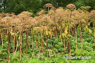 Berenklauw, planten met uitgebloeide bloemen, Oeverlanden aan de Liede1 110812