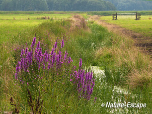 Kattenstaart, bloei, in weidelandschap, Spw1 110812