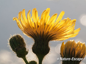 Gewone melkdistel, bloem in tegenlicht, NHD Cas3 200812