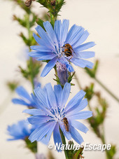 Cichorei, bloemen met zweefvliegen, Spw1 200812