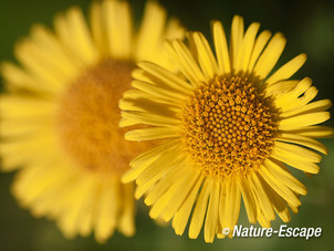 Heelblaadjes, bloei, bloemen, NPZK2 230812