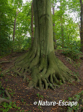 Beuk, voet van een beuk, Elswout 2 011012