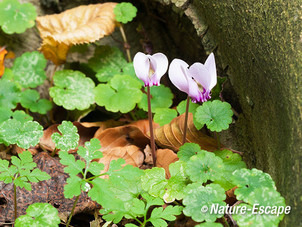 Cyclaam, detail bloemen, bloei, Elswout 1 011012