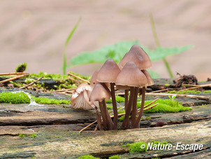 Grote bloedsteelmycena, Groenendaal 6 081012