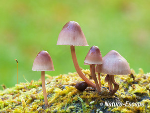 Grote bloedsteelmycena, Groenendaal 2 081012